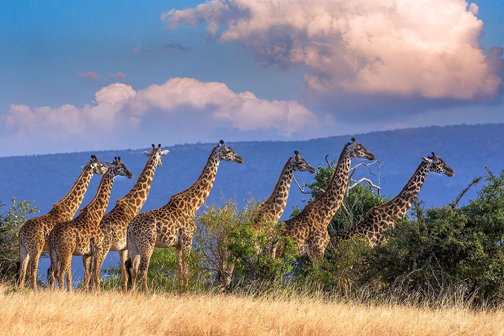 Kenya-Masai Mara Conservancy Group of adult giraffes art print by Jaynes Gallery for $57.95 CAD